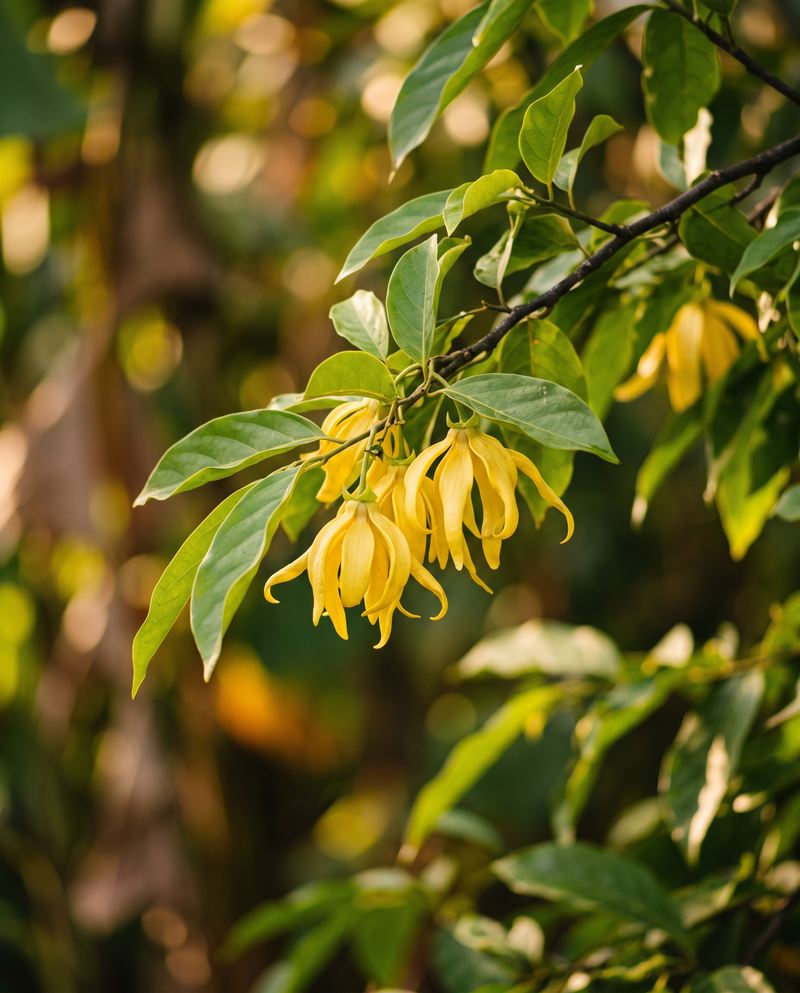 Žuti cvjetovi ylang-ylanga na grani u zlatnom svjetlu